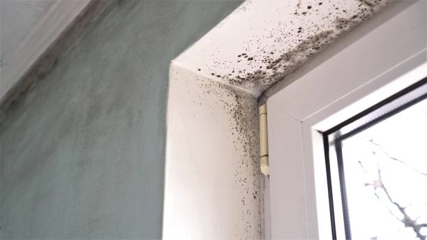 Best Certified Mold Removal  in Fultonde, AL