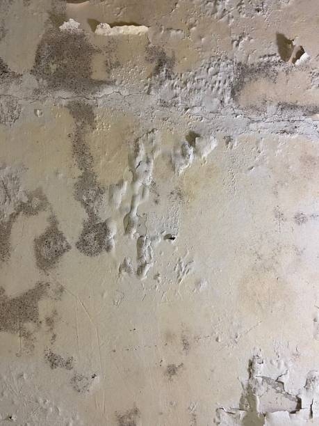Best Affordable Mold Removal  in Fultonde, AL