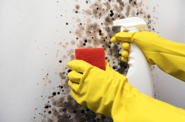 Best Commercial Mold Removal  in Fultonde, AL